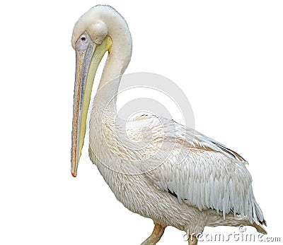 Pelican isolated on white background Stock Photo