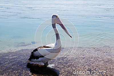 Pelican @ Lake Macquarie, Australia Stock Photo