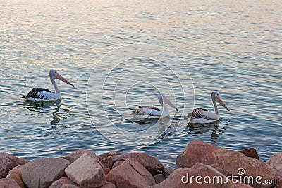 Pelican Lake Stock Photo