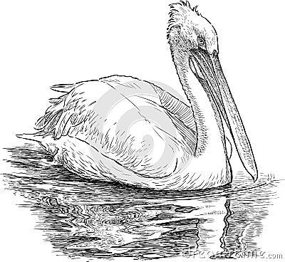 Pelican on the lake Vector Illustration