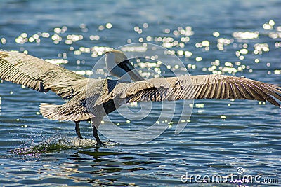 Pelican landing in the ocean with wings spread Stock Photo