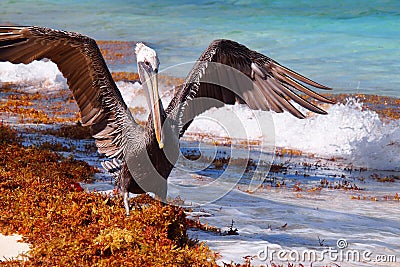 Pelican landing Stock Photo