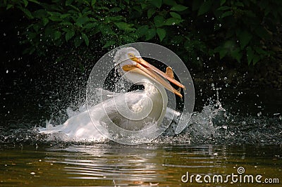 Pelican landing in water Stock Photo