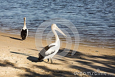 Pelican Stock Photo