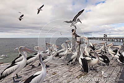 The Pelican Man, Kingscote, Kangaroo Island, South Australia Editorial Stock Photo