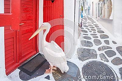 Pelican on Mykonos Editorial Stock Photo