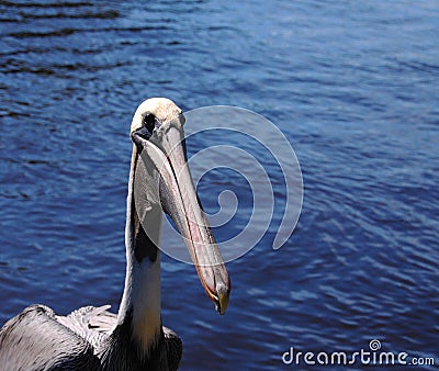 Pelican Nose Stock Photo