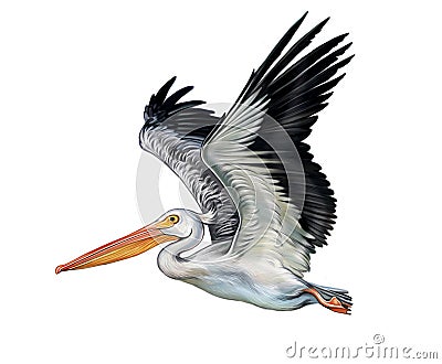 Pelican Pelecanus flies Cartoon Illustration