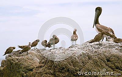 Pelican (Pelecanus onocrotalus) and marine birds Stock Photo