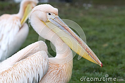 Pelican - Pelecanus Stock Photo