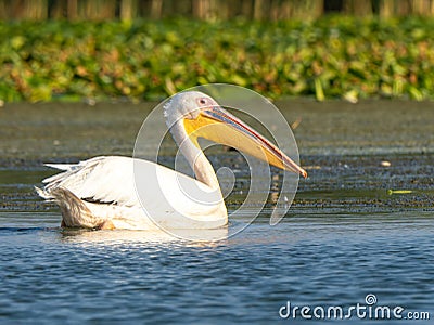 Pelican on Potcoava de Sud lake, Danube Delta, Romania Stock Photo