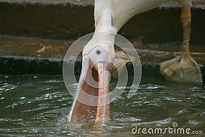 Pelican Probing Water for Food Stock Photo