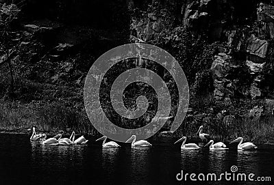 Pelican Scape Stock Photo