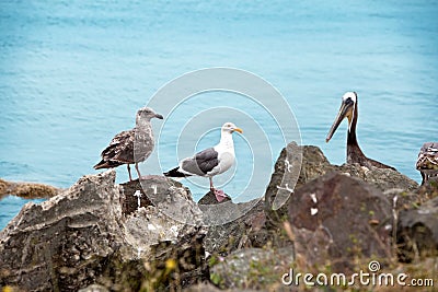 Pelican and Seagul Stock Photo