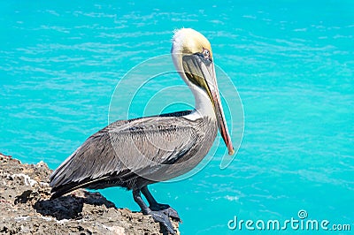 Pelican sitting on the sea cliff Stock Photo