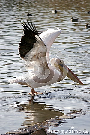 Pelican Spreading wings Stock Photo