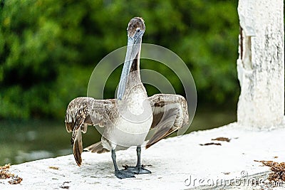 Pelican standing on the side of a bridge Stock Photo