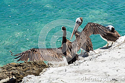 A pelican stretching its wings in the bay of Juan Lopez, near the city of Antofagasta Chile Stock Photo