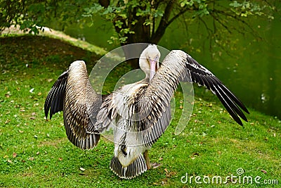 Pelican stretching wings Stock Photo