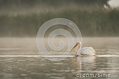 Pelican at sunrise in the Danube Delta Biosphere Reserve in Romania. Stock Photo