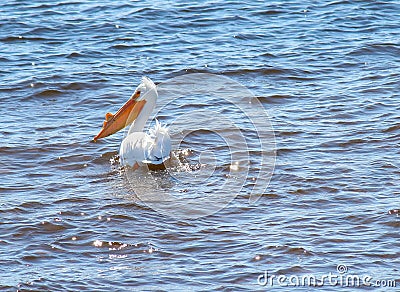 Pelican Swimming Stock Photo
