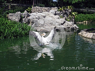 Pelican Taking Off on the Lake Stock Photo