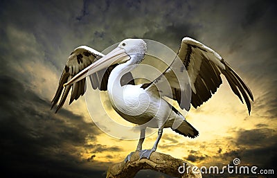 Pelican Stock Photo