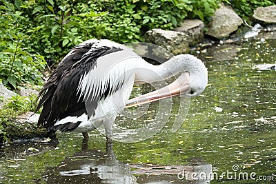 Pelican on the water. White gray plumage, large beak, at a large sea bird. Animal Stock Photo