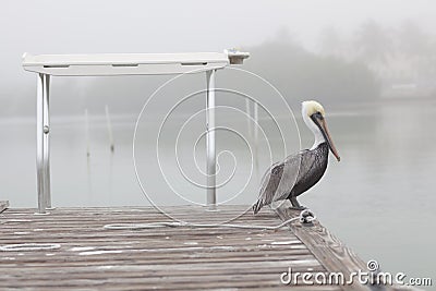 Pelican wild bird nature bridge Stock Photo