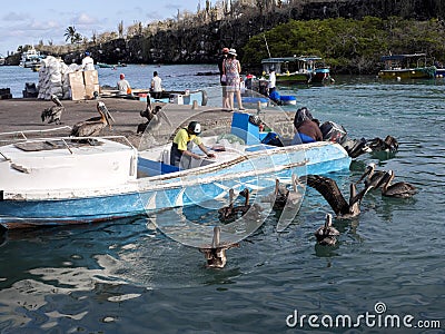 Pelicans await fishes by fishermen, Port of Puerto Arona, Santa Cruz, Galapagos, Ecuador. Editorial Stock Photo