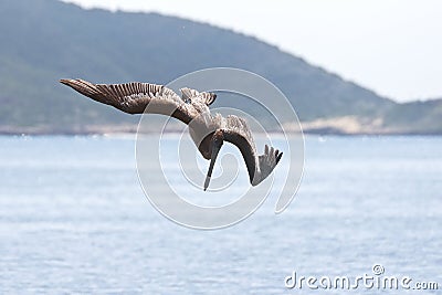 Pelicans bombing for fish Stock Photo