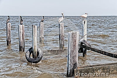 Pelicans, cormorants and sea gulls at the coast of Alabama Stock Photo