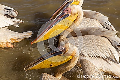 Pelicans in Djoudi national park Editorial Stock Photo