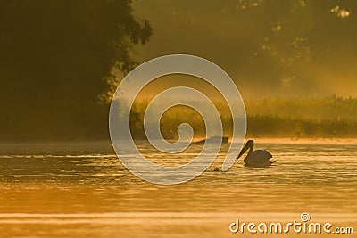 Pelicans at sunrise in the Danube Delta Biosphere Reserve in Romania. Stock Photo