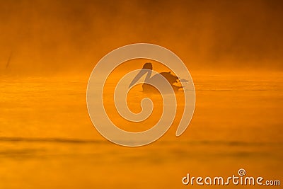 Pelicans at sunrise in the Danube Delta Biosphere Reserve in Romania. Stock Photo