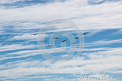 Pelicans in Flight Stock Photo