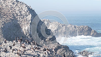 Pelicans flock, rocky cliff island, ocean, Point Lobos, California. Birds flying Stock Photo