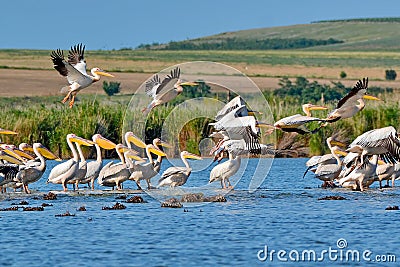 Pelicans flying in Danube Delta, Romania Stock Photo