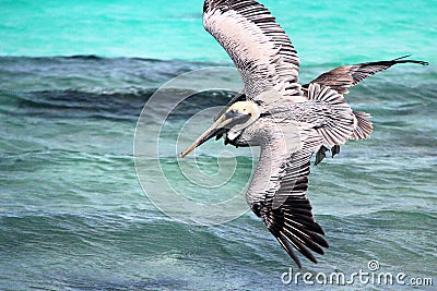 Pelicans flying Stock Photo