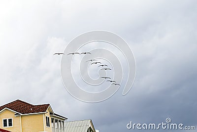 Pelicans flying in rain over a wooden beach villa Stock Photo