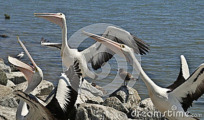 Pelicans on the foreshore -Tooradin compete to catch a Fishermans fish rejects. Stock Photo