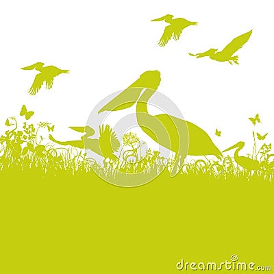 Pelicans in the grass Vector Illustration