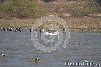 Pelicans and Greylag Geese in shallow water in Gujarat Stock Photo