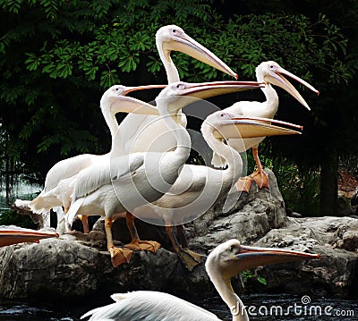 Pelicans group portrait Stock Photo