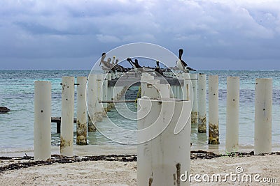 Pelicans and gulls line an abandoned pier on the east shore of Caye Caulker. Stock Photo