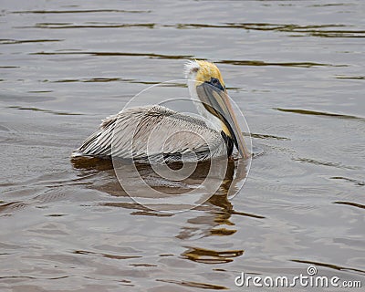 Pelicans in Huntington Beach State Park, South Carolina Stock Photo