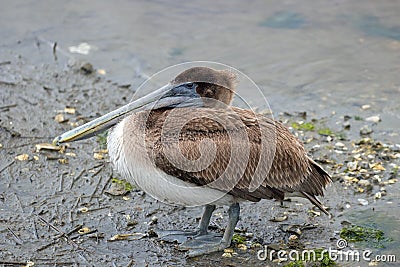 Pelicans in Huntington Beach State Park, South Carolina Stock Photo