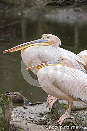 pelicans at Jihlava ZOO, Czech Republic Stock Photo
