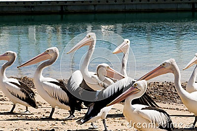 Pelicans on Phillip Island in Victoria, Australia Stock Photo
