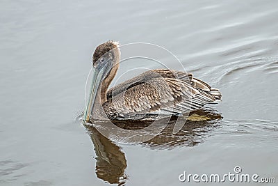 Pelicans in Huntington Beach State Park, South Carolina Stock Photo